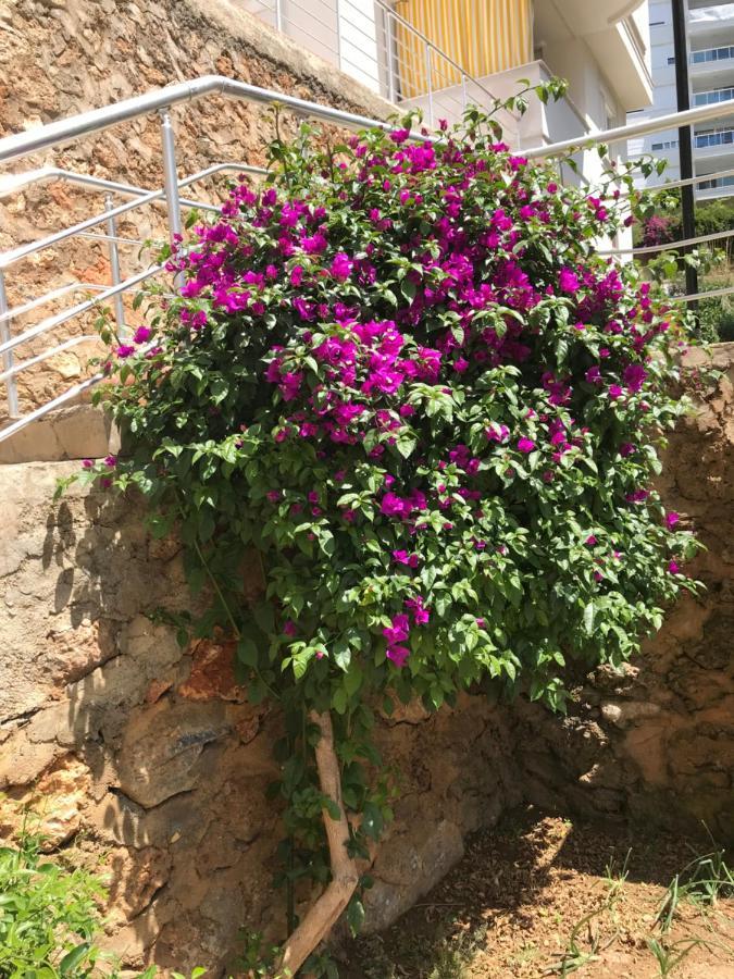 Appartement Waterfall Alanya